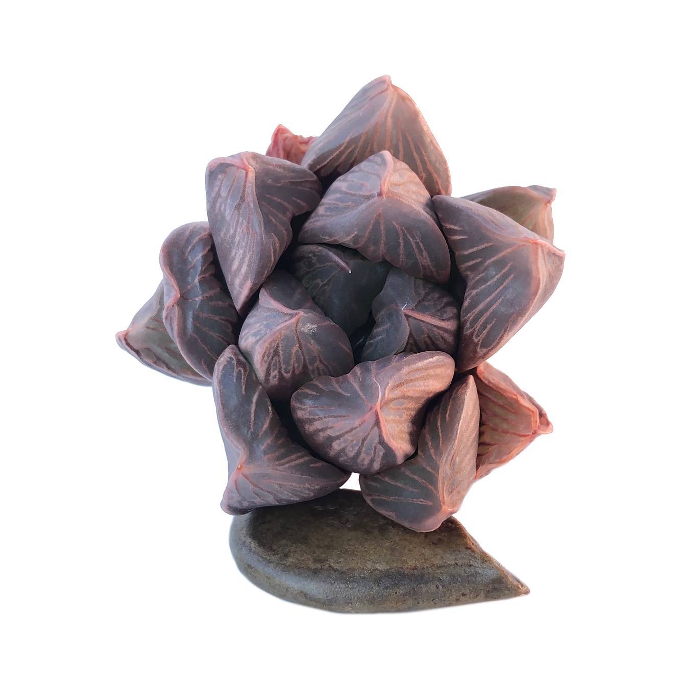 Haworthia Obtusa Hybrid, (Video) – Cedar Creek Farmhouse