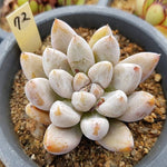 PRESALE Echeveria Tolimanensis, (Random)