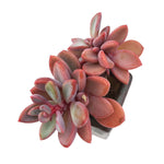 SALE! Echeveria Rezry