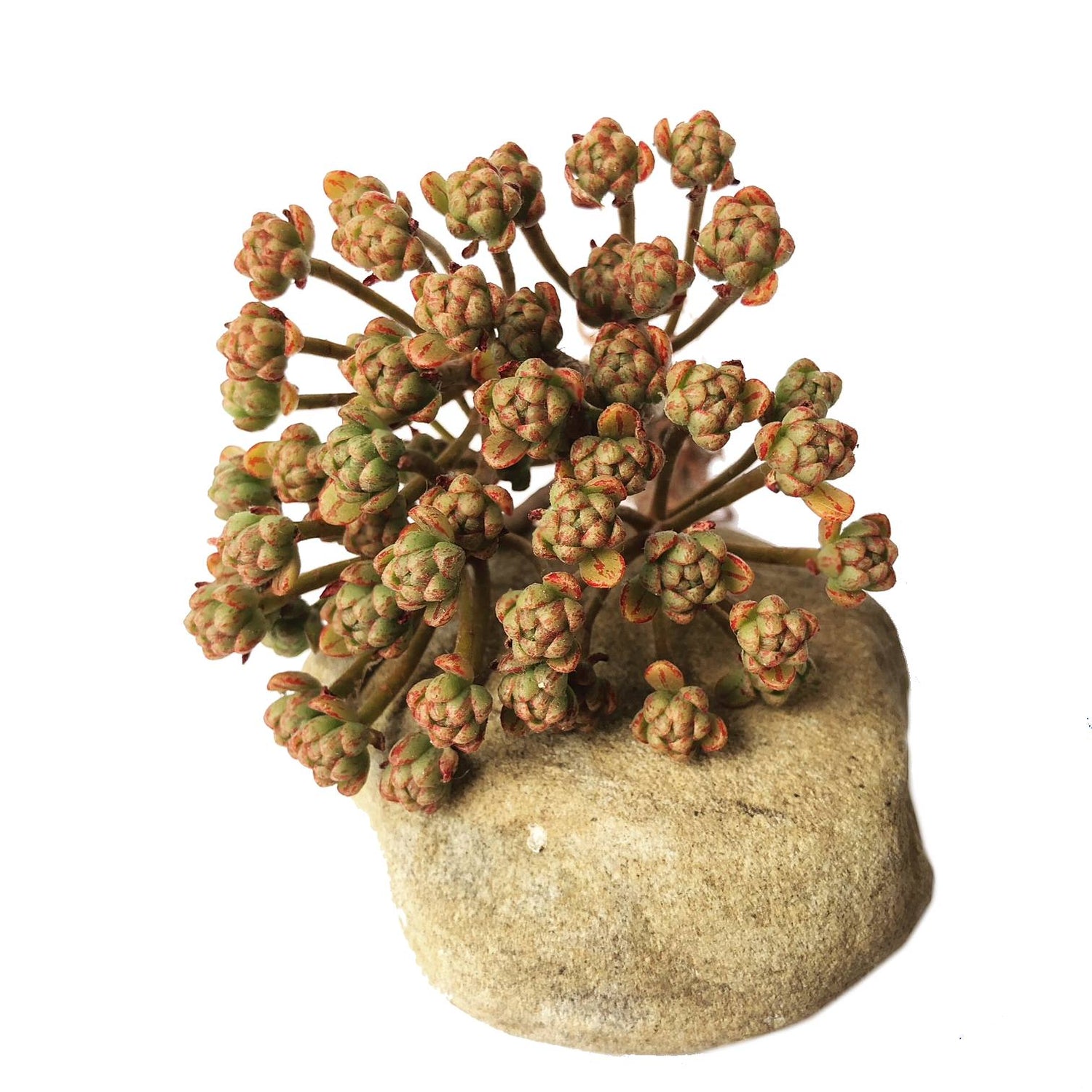 Aeonium Sedifolius, Cluster