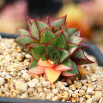 PRESALE Echeveria Monocerotis, Variegata, Triple, (Not so Random)