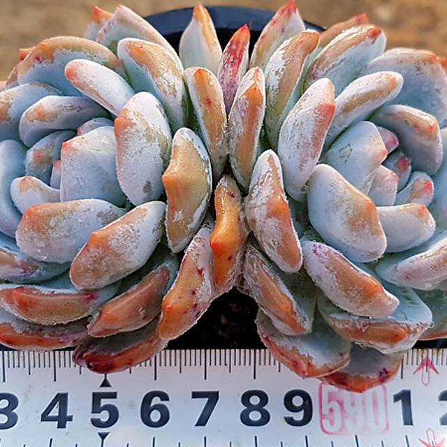 PRESALE Echeveria Monroe, Double, (Random)