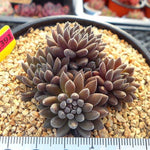 Sinocrassula Yunnanensis, Cluster, (Not so Random)