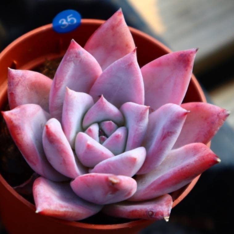 Echeveria Colorata
