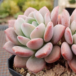 PRESALE Echeveria Ice Cream Cluster, (Random)