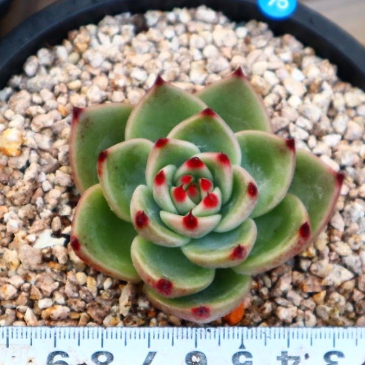 Echeveria Blue Dragon