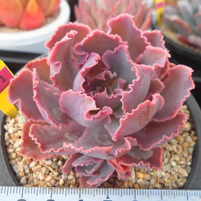 PRESALE Echeveria Shaviana Madre de Sur, (Random)