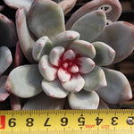 Echeveria Trumso, (Random)