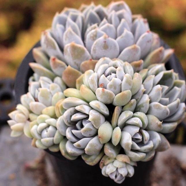 PRESALE Echeveria Snow Bunny, Cluster