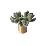 SPECIAL!! JUST CART! Sedum Hintonii