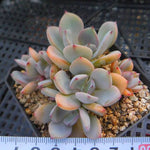 PRESALE Echeveria Decairn, (Not So Random)