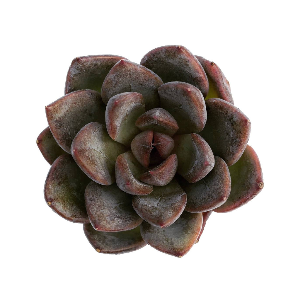 Echeveria Black Rose, (Hybrid)