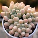 PRESALE Echeveria Al Robi