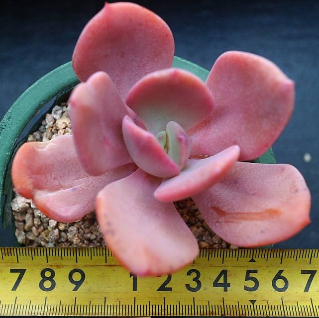 Echeveria Berserk