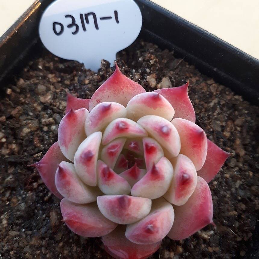 PRESALE Echeveria Chihuahuaensis cv, (Random)