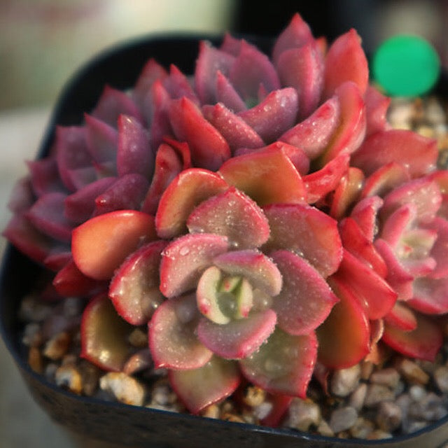 PRESALE  Echeveria Noble Clusters, (Random)