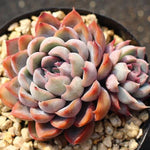 PRESALE Echeveria Orion, Double