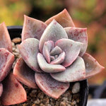 PRESALE Echeveria Bainesii, Double