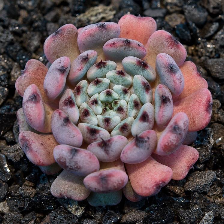 Hwaga Original Hybrid- PRESALE Echeveria Conostar