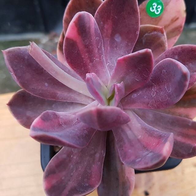 PRESALE Echeveria Hanaikada, Lightly Variegated, (Not so Random)