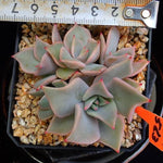 PRESALE Echeveria Madiba, Cluster, (Random)