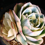 PRESALE Echeveria Lenore Dean, (Random)