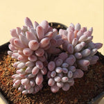 PRESALE Graptopetalum Blue Beans, Small Clusters, (Random)