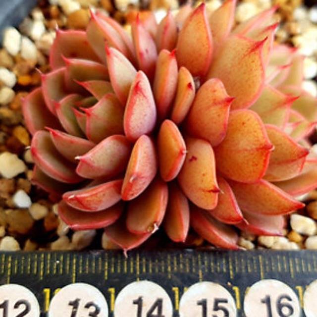 PRESALE Echeveria Ruby Singh, Double, (Random)