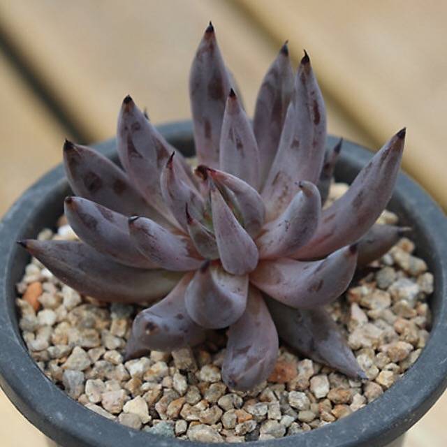 PRESALE Echeveria Unguiculata, (Random)