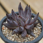 PRESALE Echeveria Unguiculata, (Random)