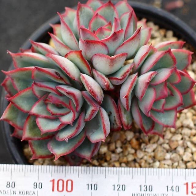 PRESALE Echeveria Esther
