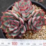 PRESALE Echeveria Esther