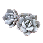 Echeveria Laui, Small (Random)