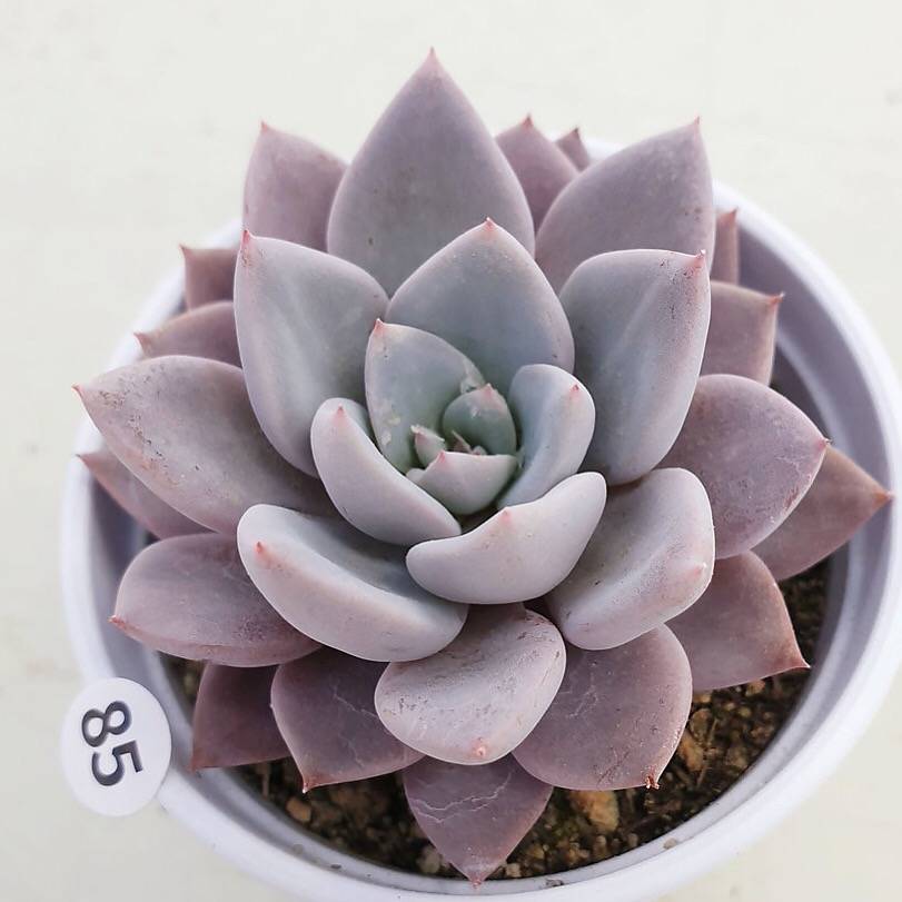 PRESALE Echeveria Lulu, Cluster (Random)