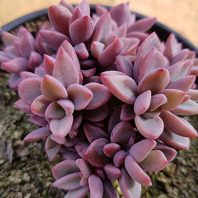 PRESALE Echeveria cv Rezry, (Random)