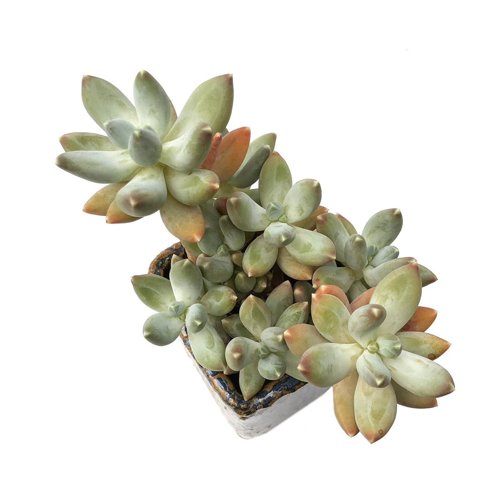 Pachyphytum var. Glaucum, (Random-ish)