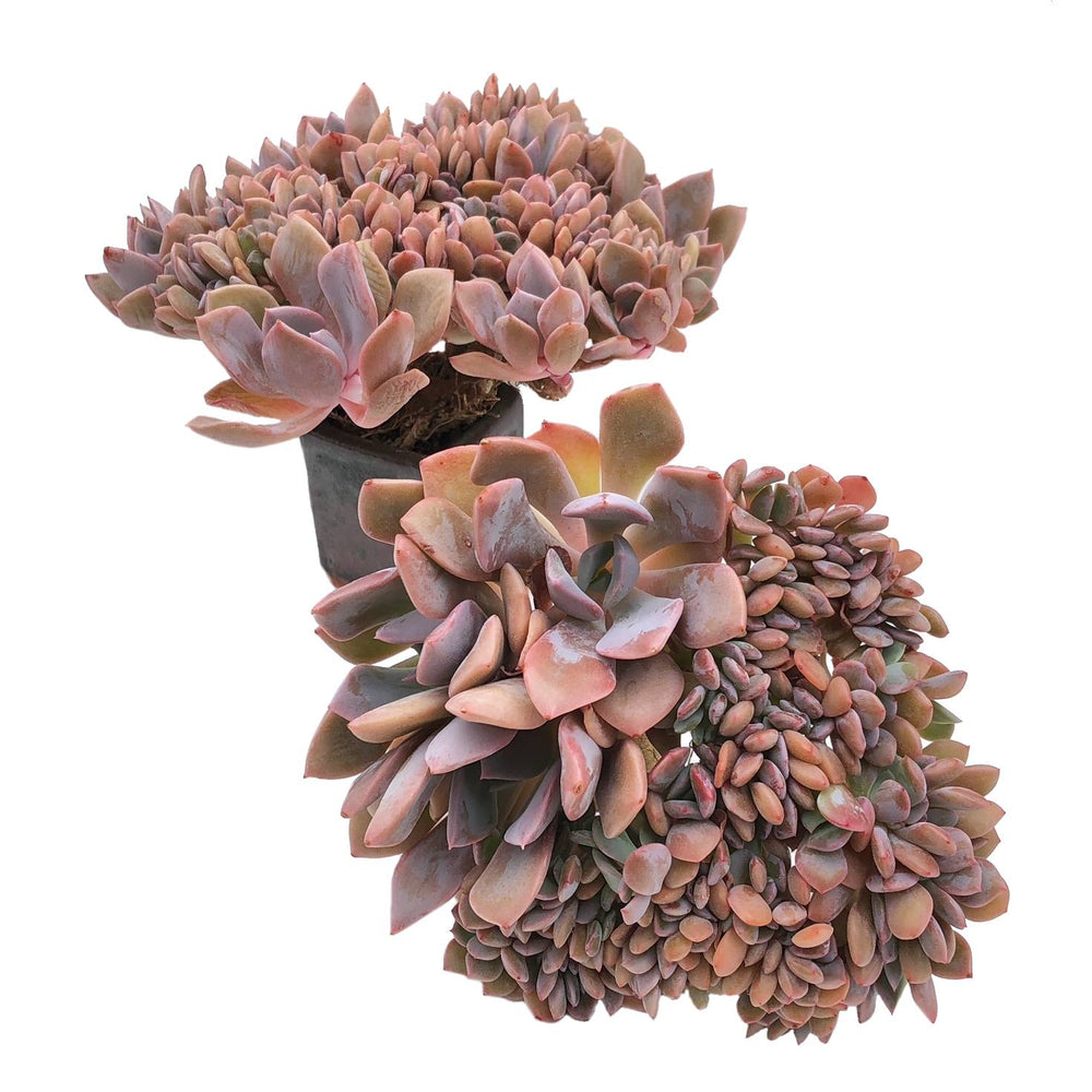 Graptoveria Debbie, Cristata, (Random)