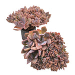 Graptoveria Debbie, Cristata, (Random)