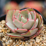 PRESALE Echeveria Strictiflora v Nova, (Random)