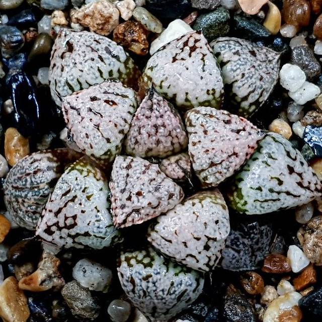 Haworthia Picta 'Pandora,' (Video)