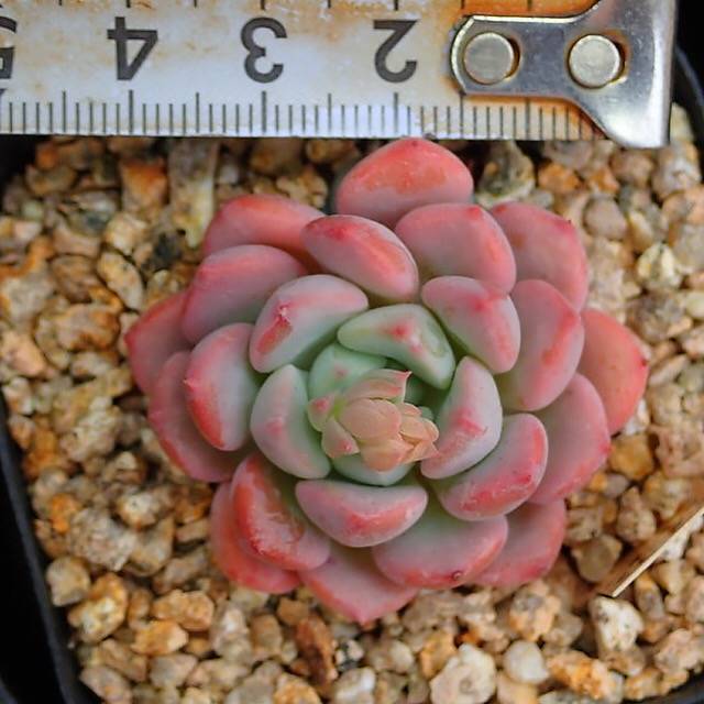 PRESALE Echeveria Lemacho, (Random)