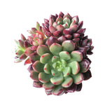 Sedeveria Pink Ruby, Cluster