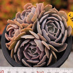 PRESALE Echeveria Shaviana, (Unknown Type)