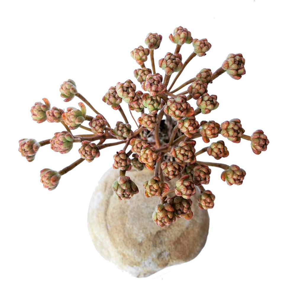 Aeonium Sedifolius, Cluster