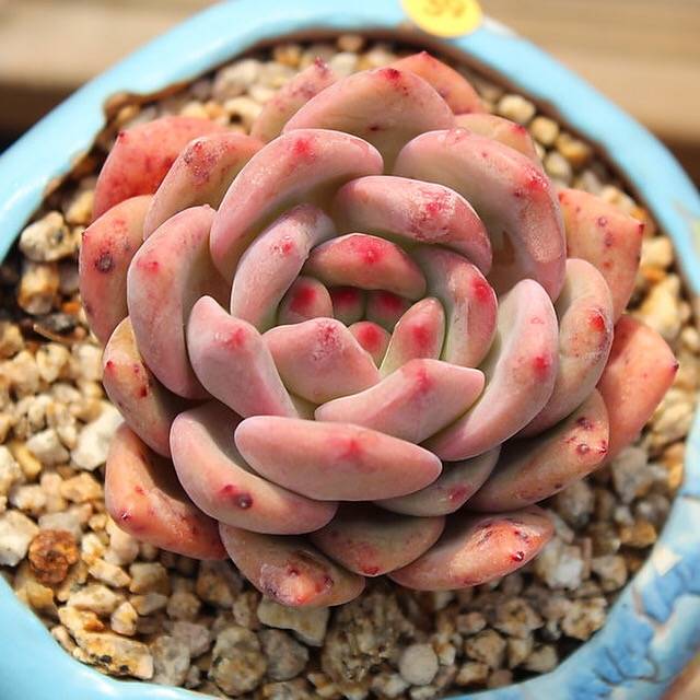 PRESALE Echeveria Ariel, (Not so Random)