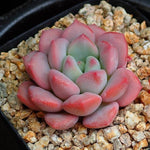 PRESALE Echeveria Lemacho, (Random)