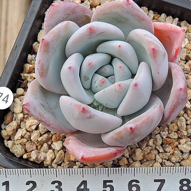 PRESALE Echeveria Ivory, (Not so Random)