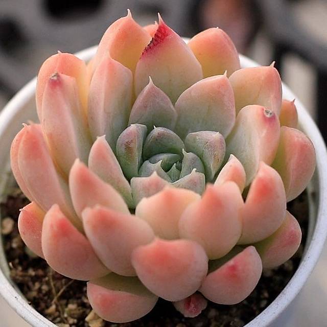 Echeveria Bingus