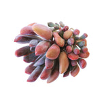 Echeveria Cupid, (Cluster)