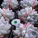 Echeveria Thumb Rim, (Random)